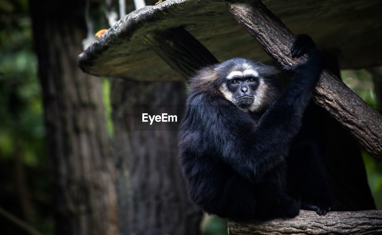 Low angle view of agile gibbon sitting on wood