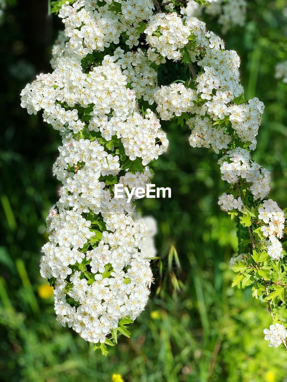 Close-up of white flowering plant