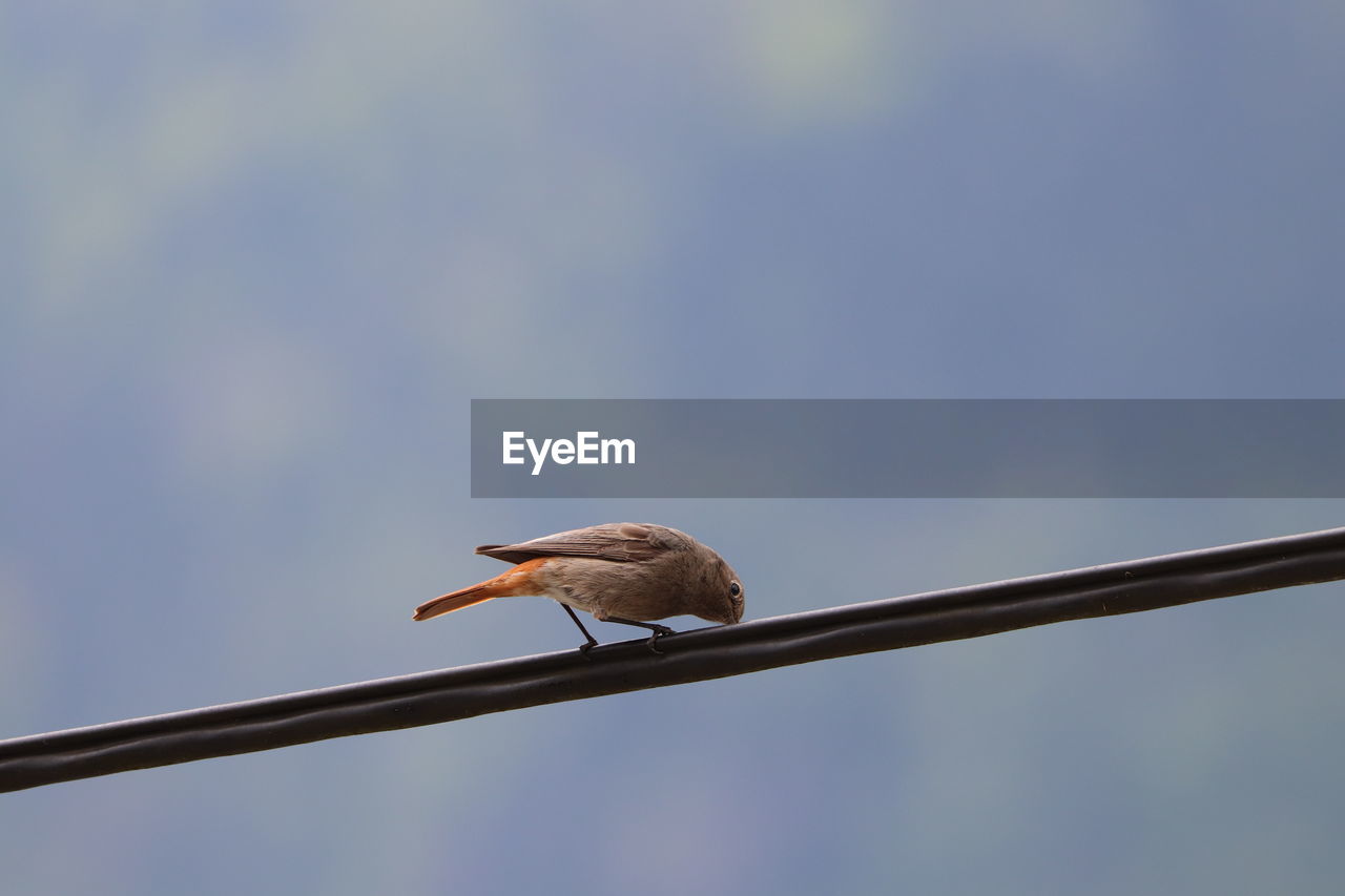CLOSE-UP OF BIRD PERCHING ON CABLE AGAINST SKY