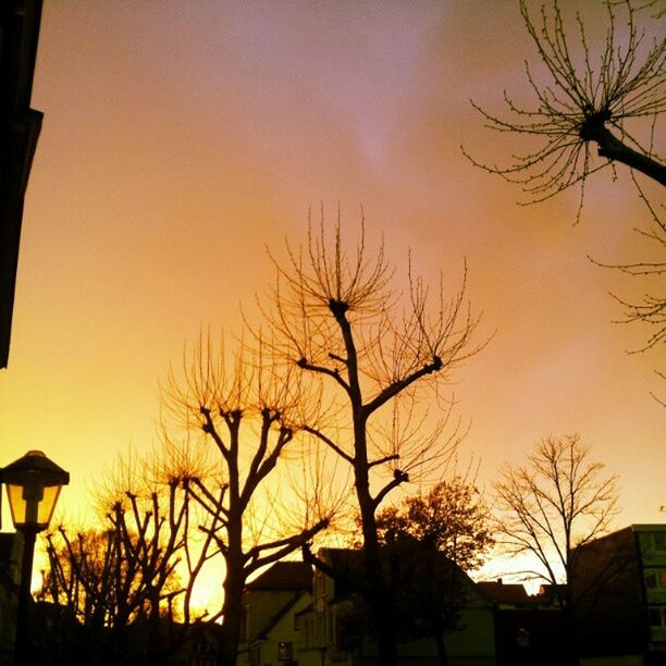 LOW ANGLE VIEW OF BARE TREES AT SUNSET