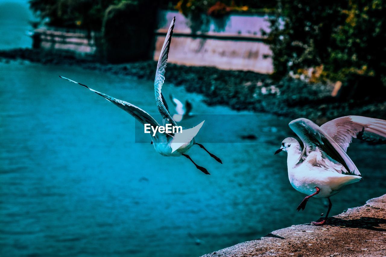 View of seagulls taking off by sea