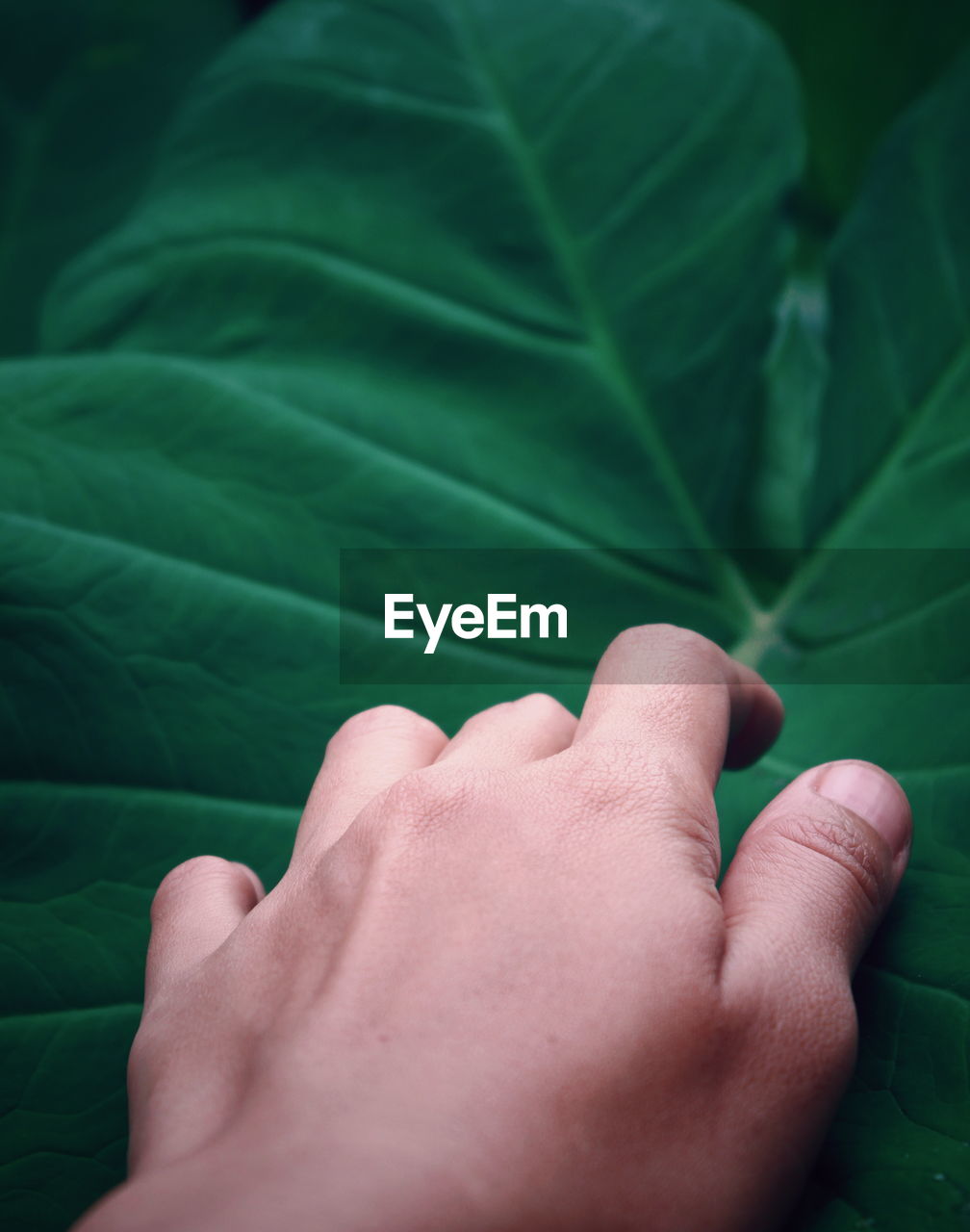 Close-up of hand touching green leaf