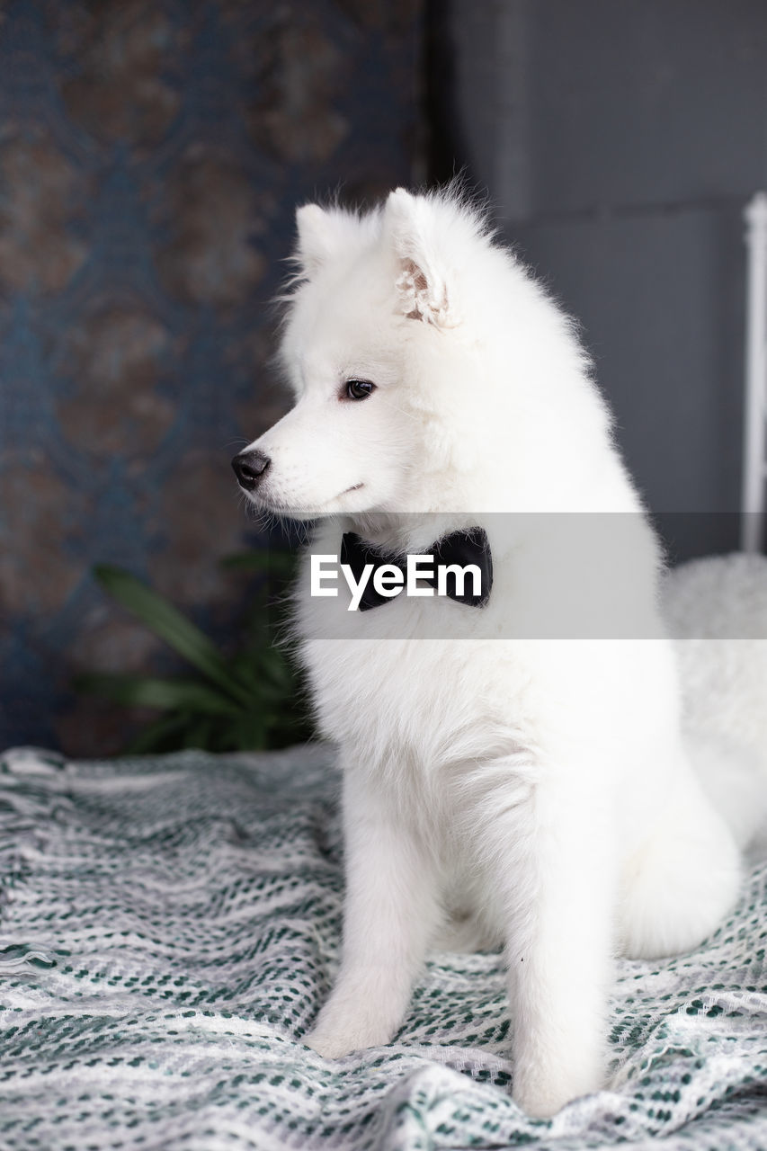 CLOSE-UP OF WHITE DOG LOOKING AWAY