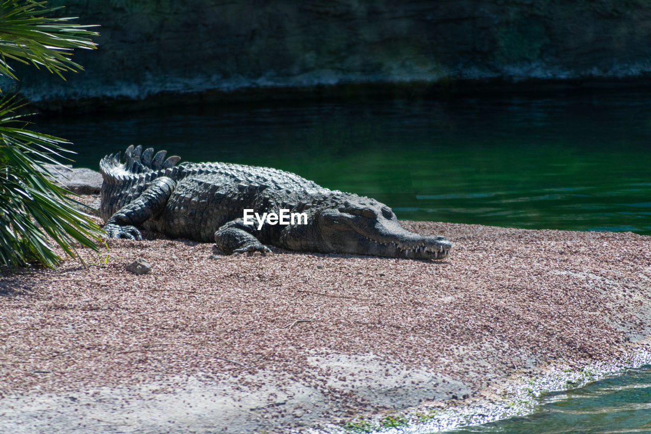 Crocodile on the shore near the water