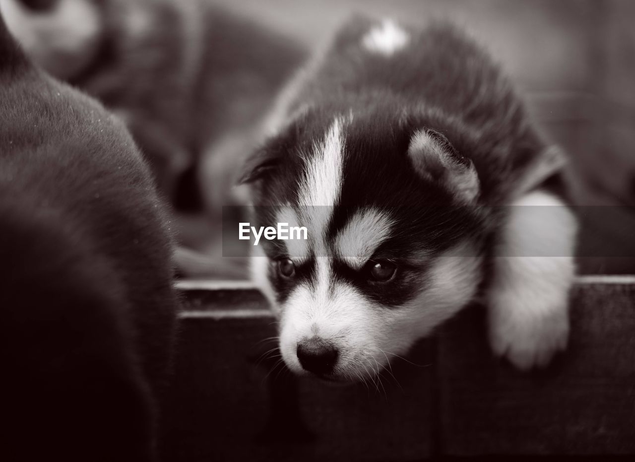CLOSE-UP OF PUPPY