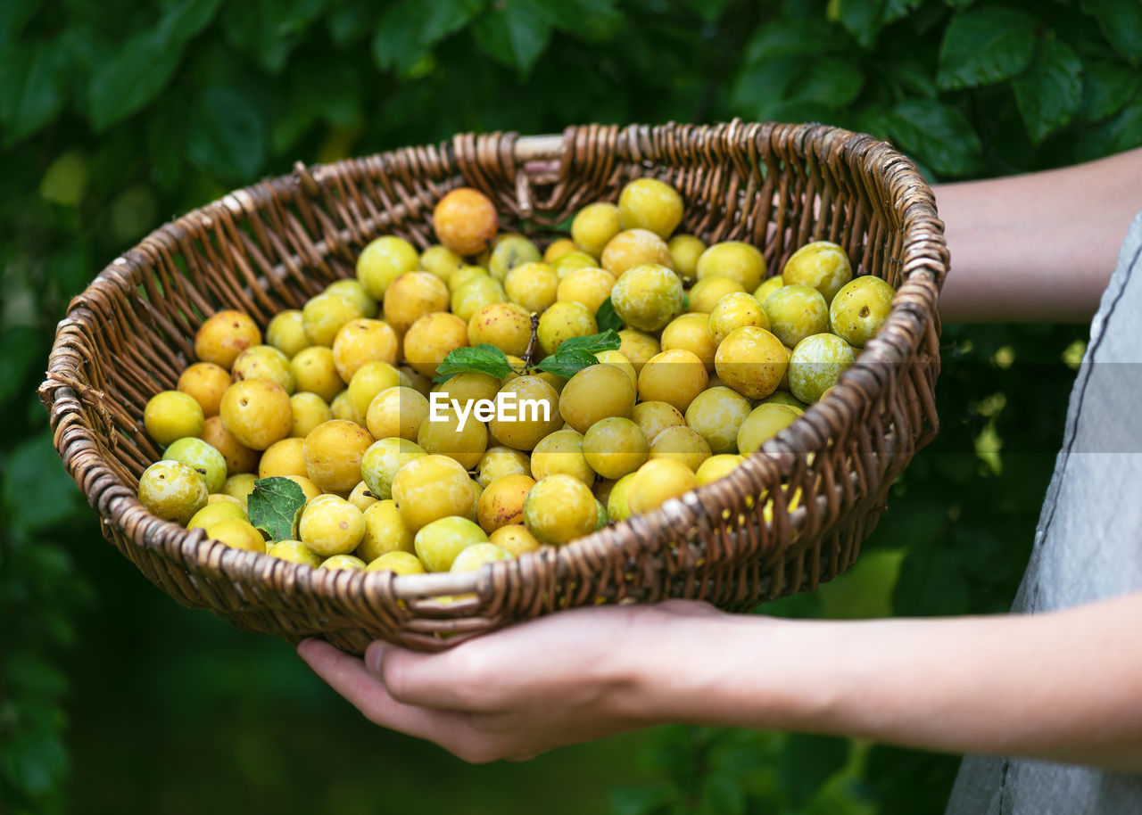 Old wicker basket full of freshly harvested organic mini yellow plums in the girls hands.