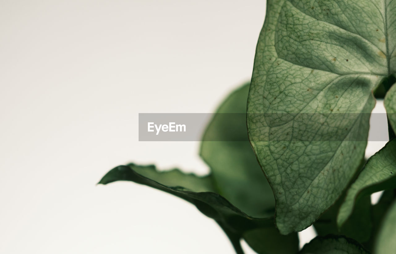 CLOSE-UP OF LEAVES AGAINST CLEAR SKY