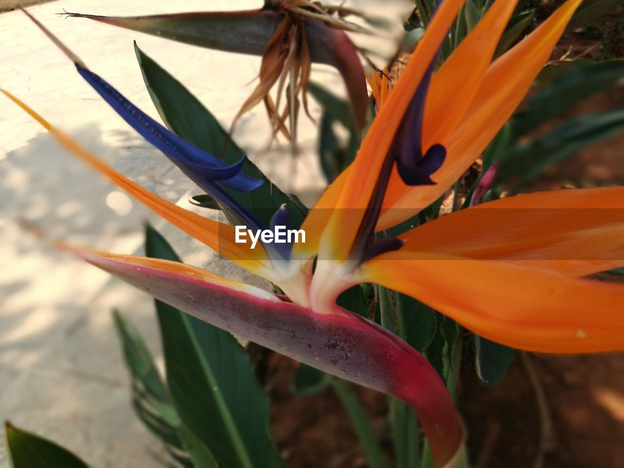 CLOSE-UP OF ORANGE FLOWERS