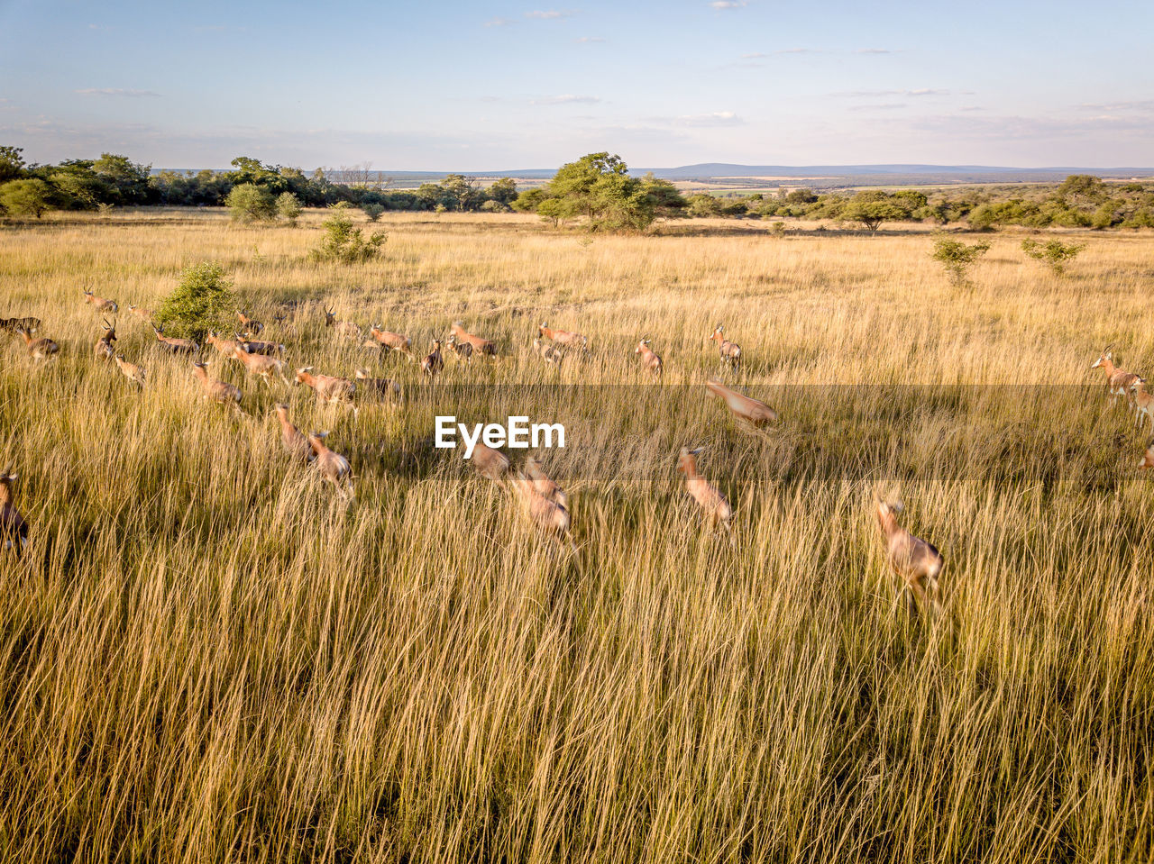 SCENIC VIEW OF FIELD