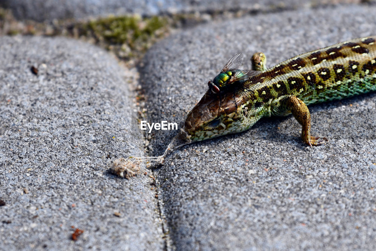 Close-up of lizard