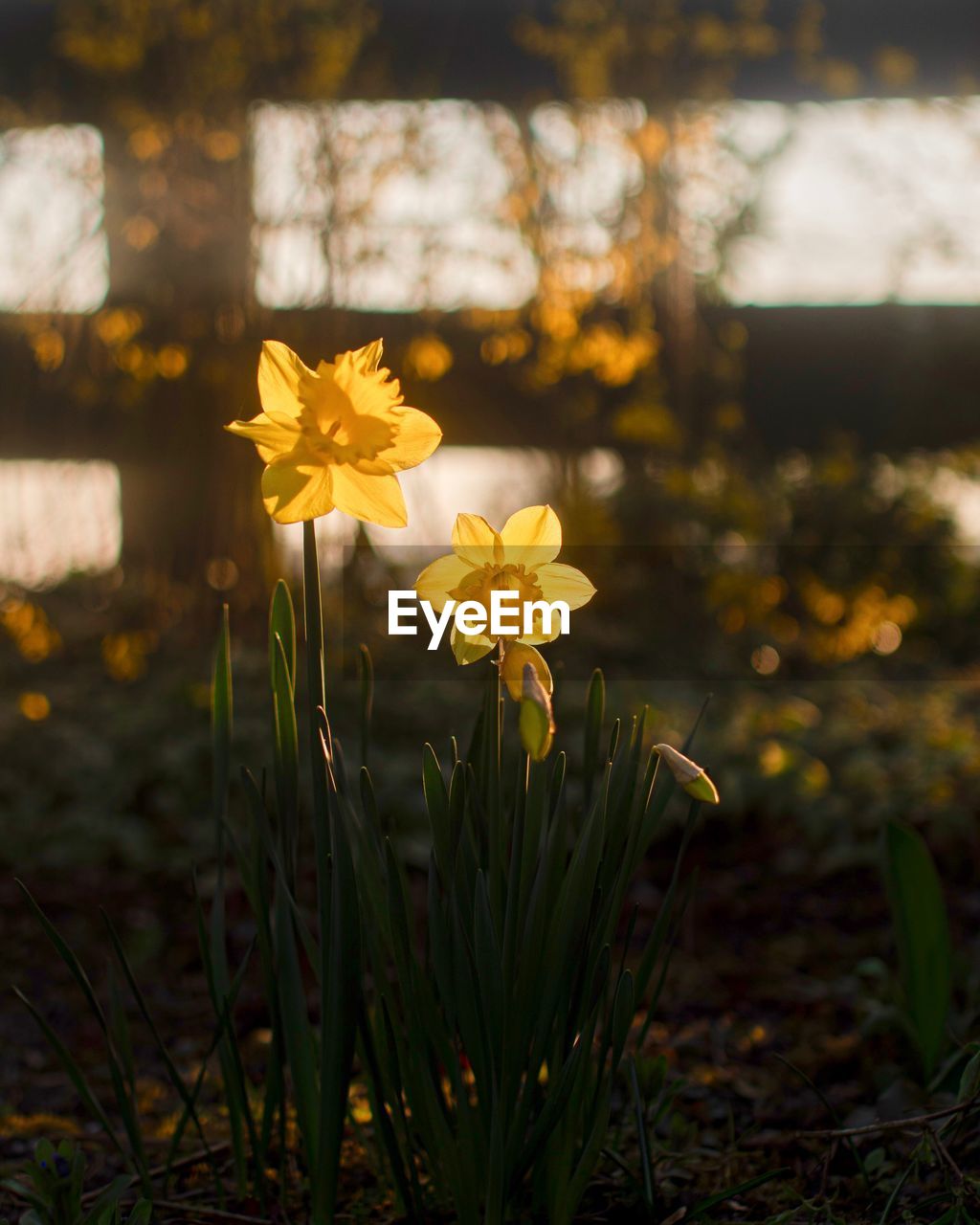plant, flower, flowering plant, yellow, beauty in nature, nature, sunlight, freshness, leaf, grass, close-up, growth, sky, plant part, outdoors, no people, autumn, land, summer, blossom, flower head, focus on foreground, sunset, landscape, fragility, field, botany, springtime, environment, green, macro photography, non-urban scene, multi colored, tranquility, inflorescence, tree, water, petal, daffodil, meadow, plain, day, back lit, wildflower, travel destinations, sun