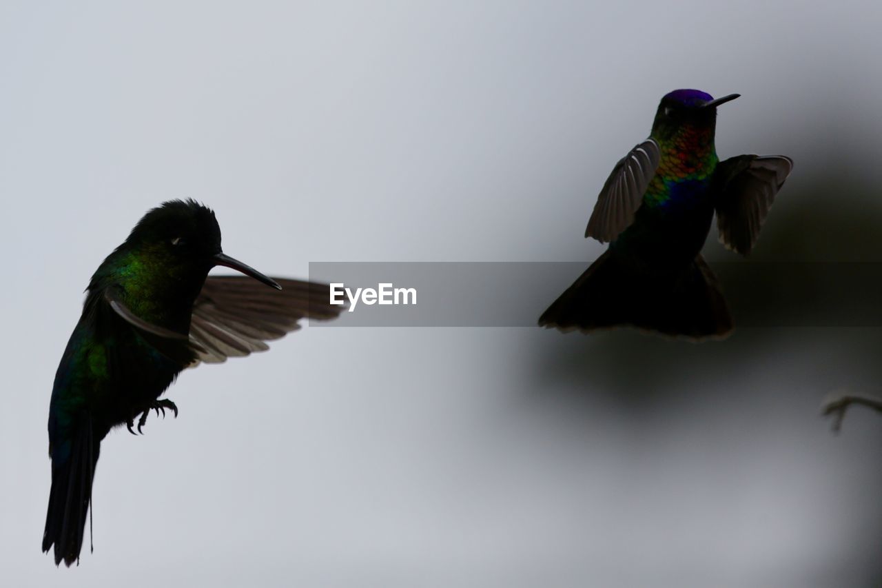 CLOSE-UP OF BIRD FLYING AGAINST CLEAR SKY