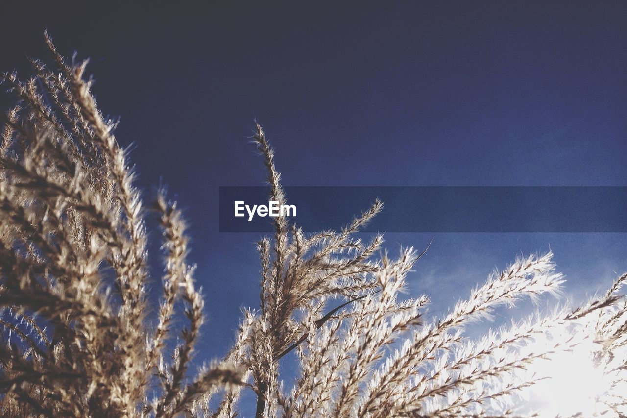 Low angle view of plants against blue sky