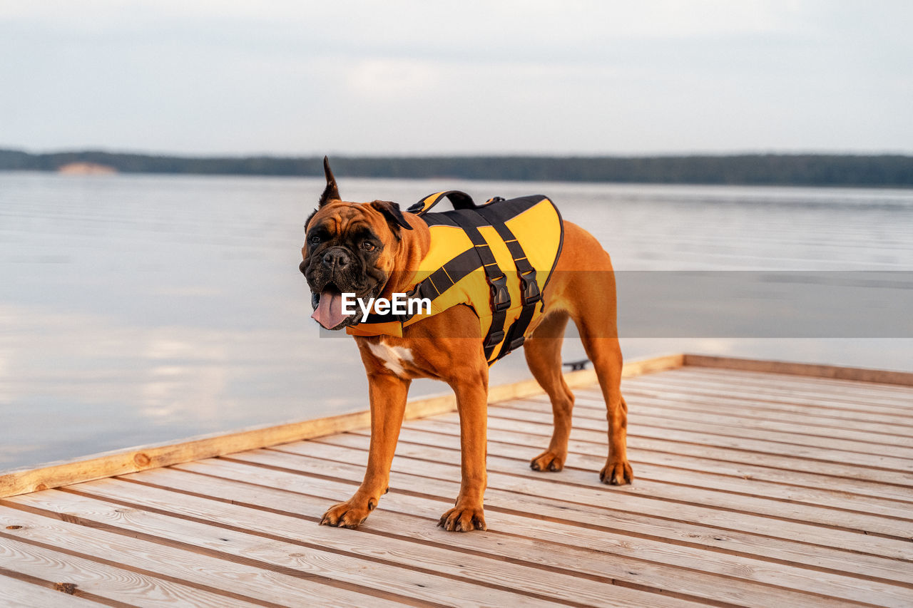 A dog in a life jacket on the pier