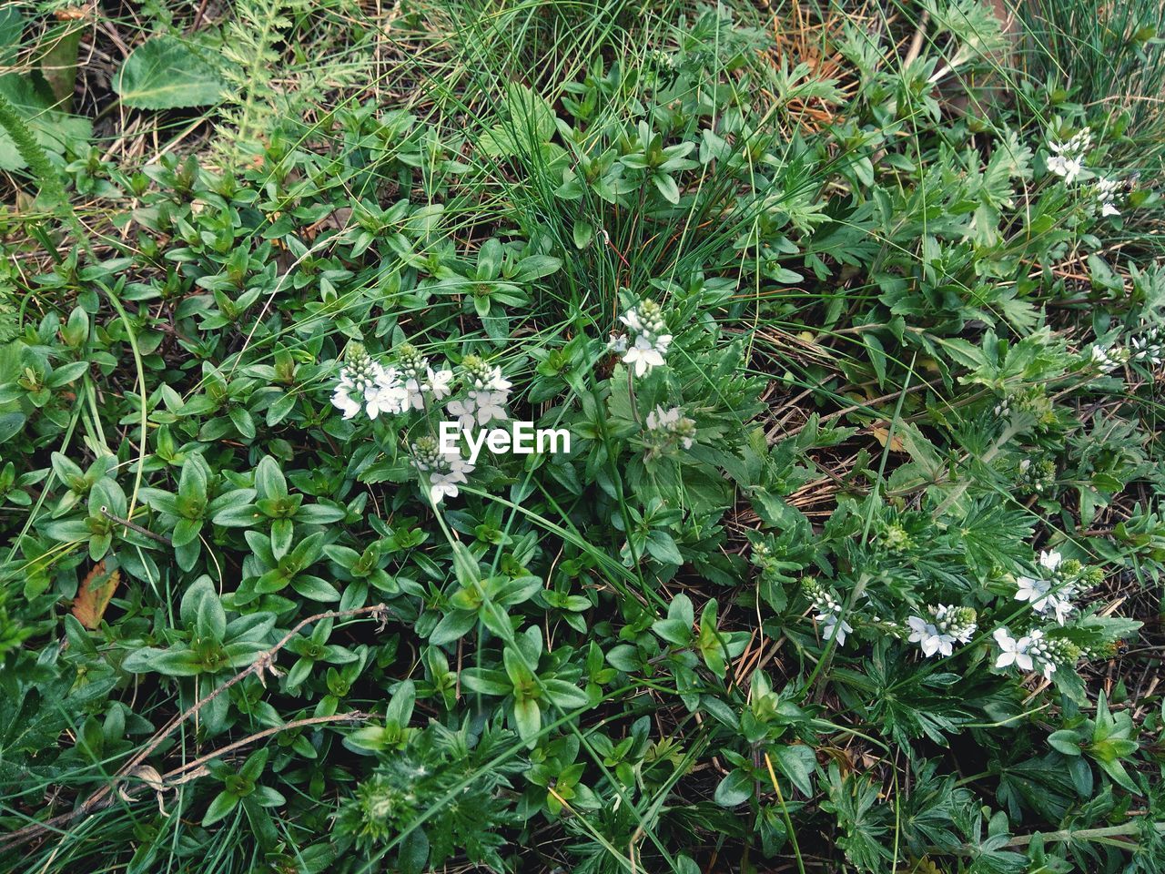 PLANTS GROWING IN PARK