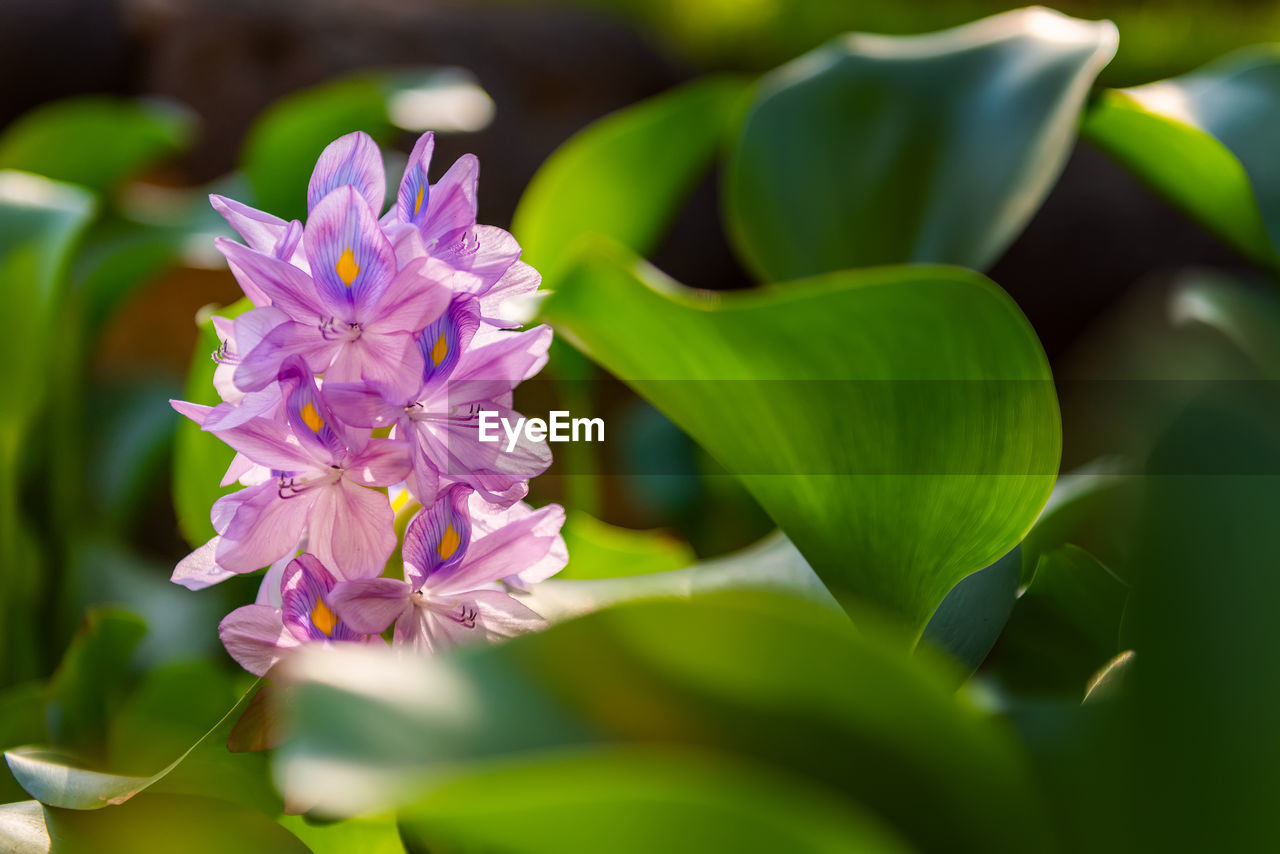 CLOSE-UP OF PURPLE FLOWERS