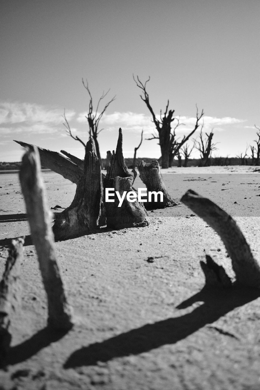 Shadow of tree on beach against sky