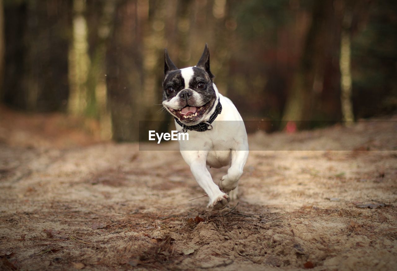 Portrait of french bulldog running on dirt road