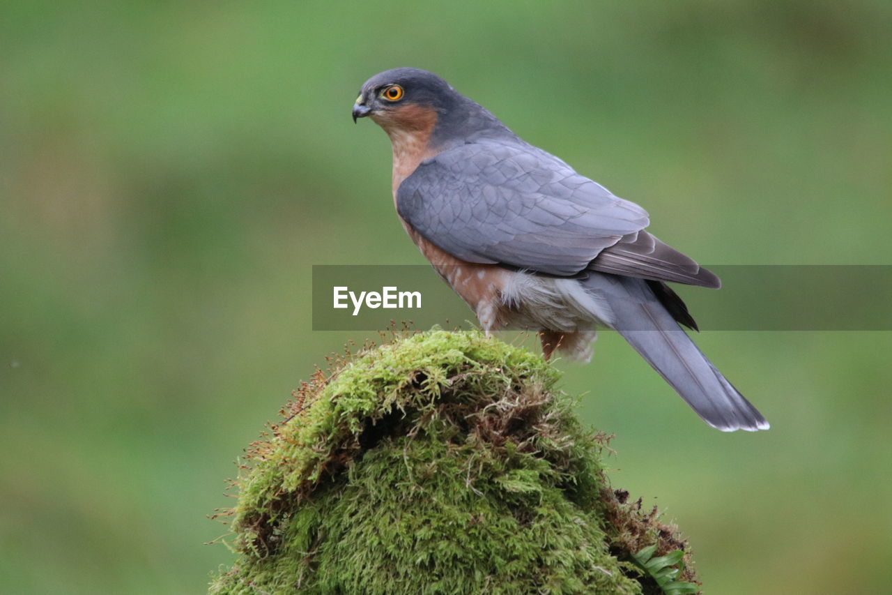 CLOSE-UP OF BIRD