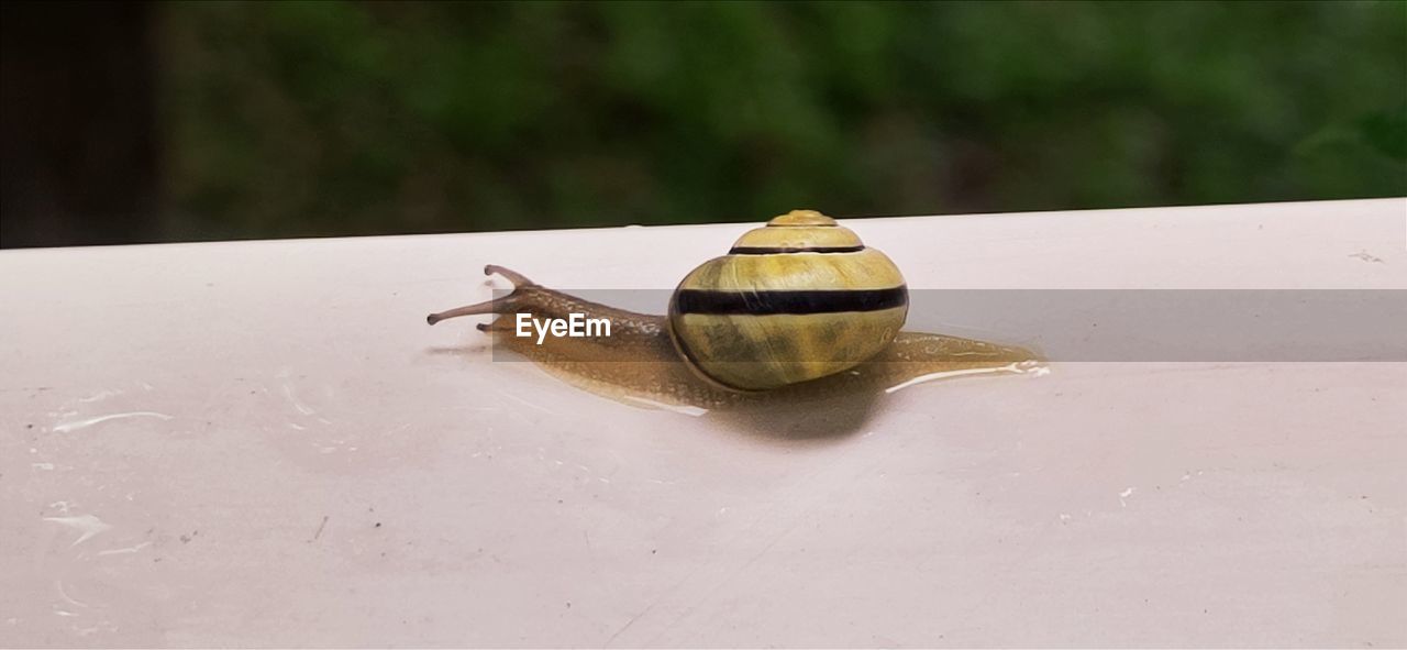 CLOSE-UP OF SNAIL ON GLASS TABLE