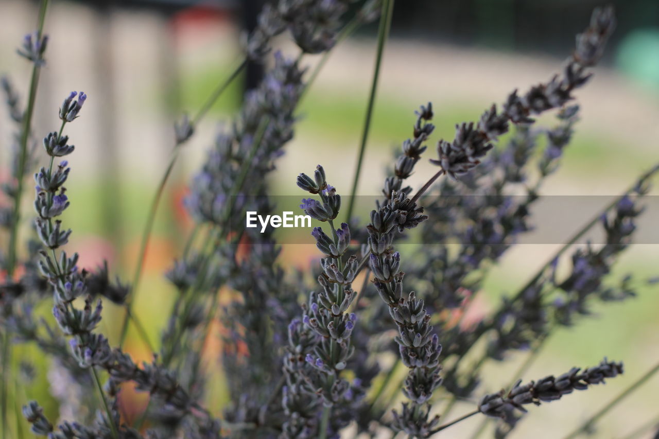 Close-up of purple flowering plants on field