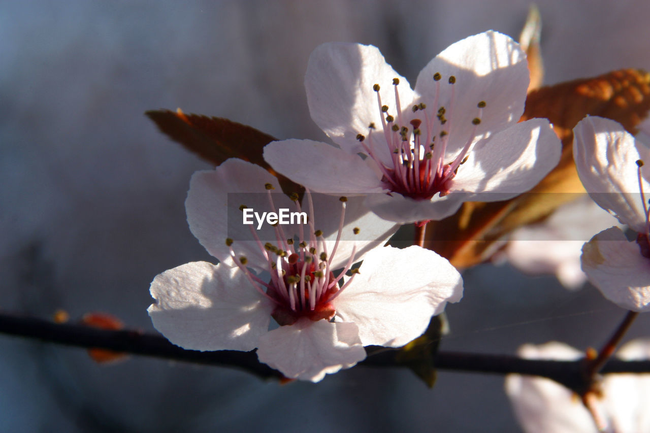 Close-up of white flowers