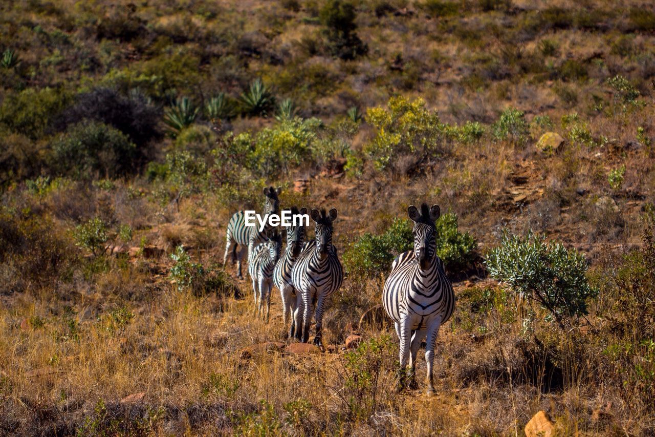 Zebras standing on grassy field