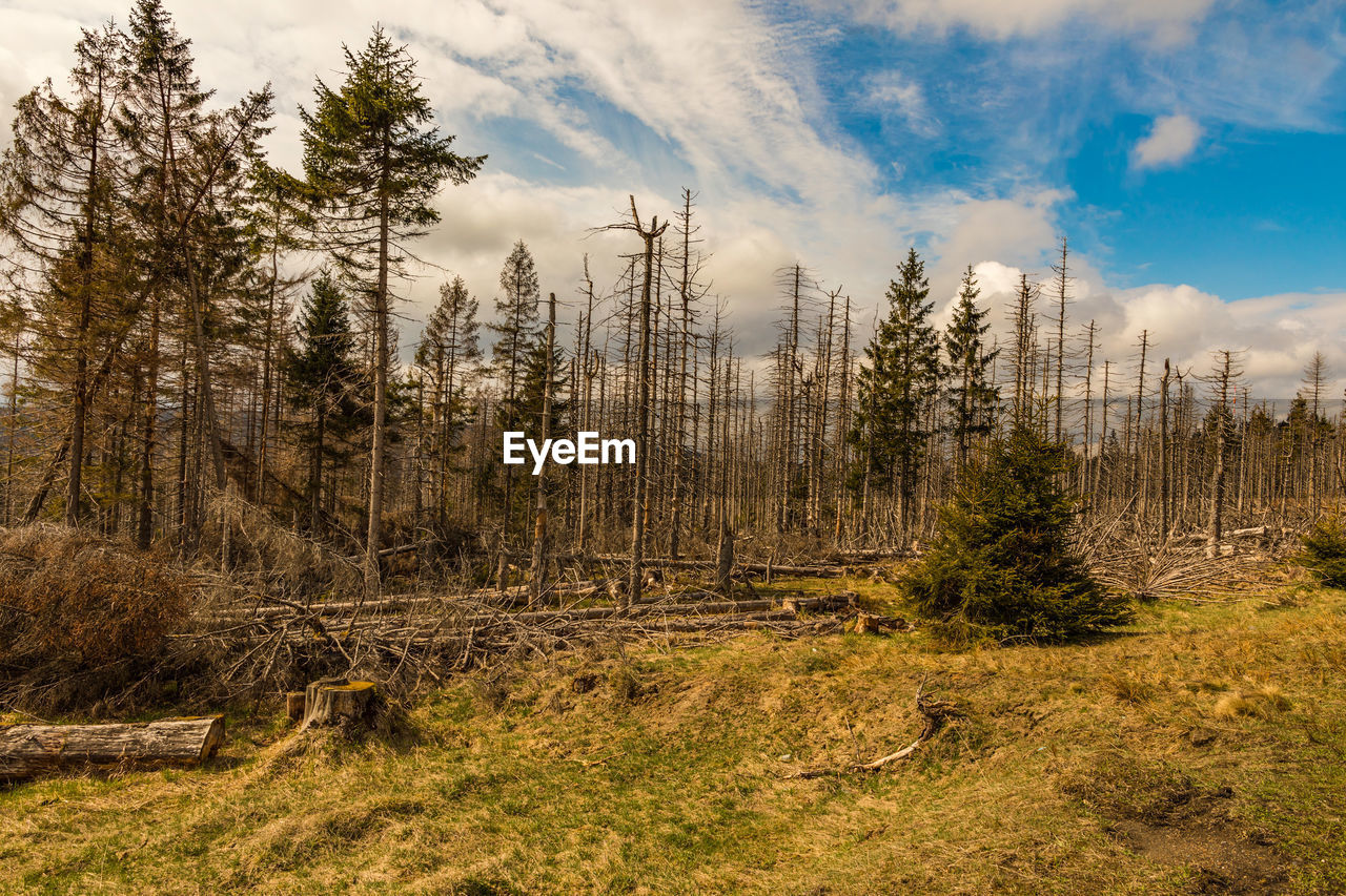 Pine trees on field against sky