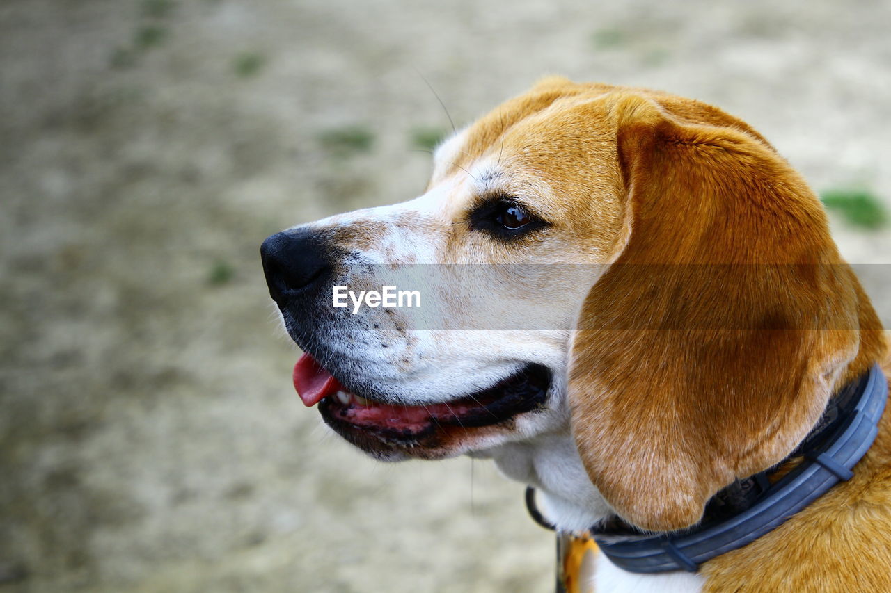 CLOSE-UP OF A DOG LOOKING AWAY OUTDOORS