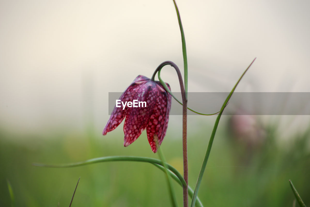 Snake's head fritillary fritillaria meleagris close-up view growing in field