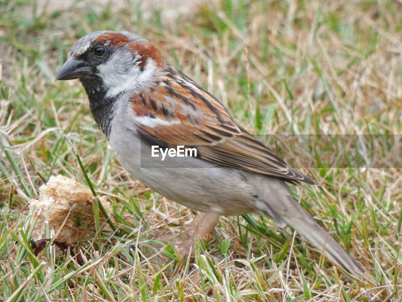 CLOSE-UP OF BIRD PERCHING ON GRASS