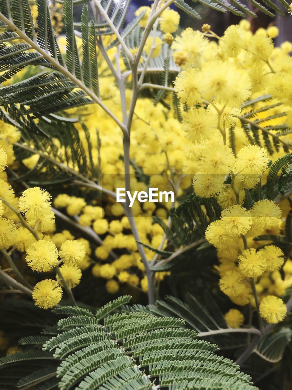 CLOSE-UP OF YELLOW FLOWER PLANTS