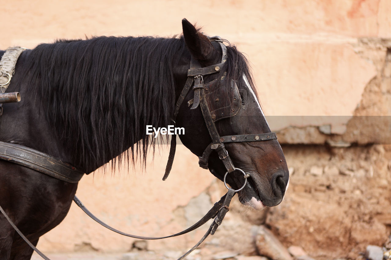 horse standing on field