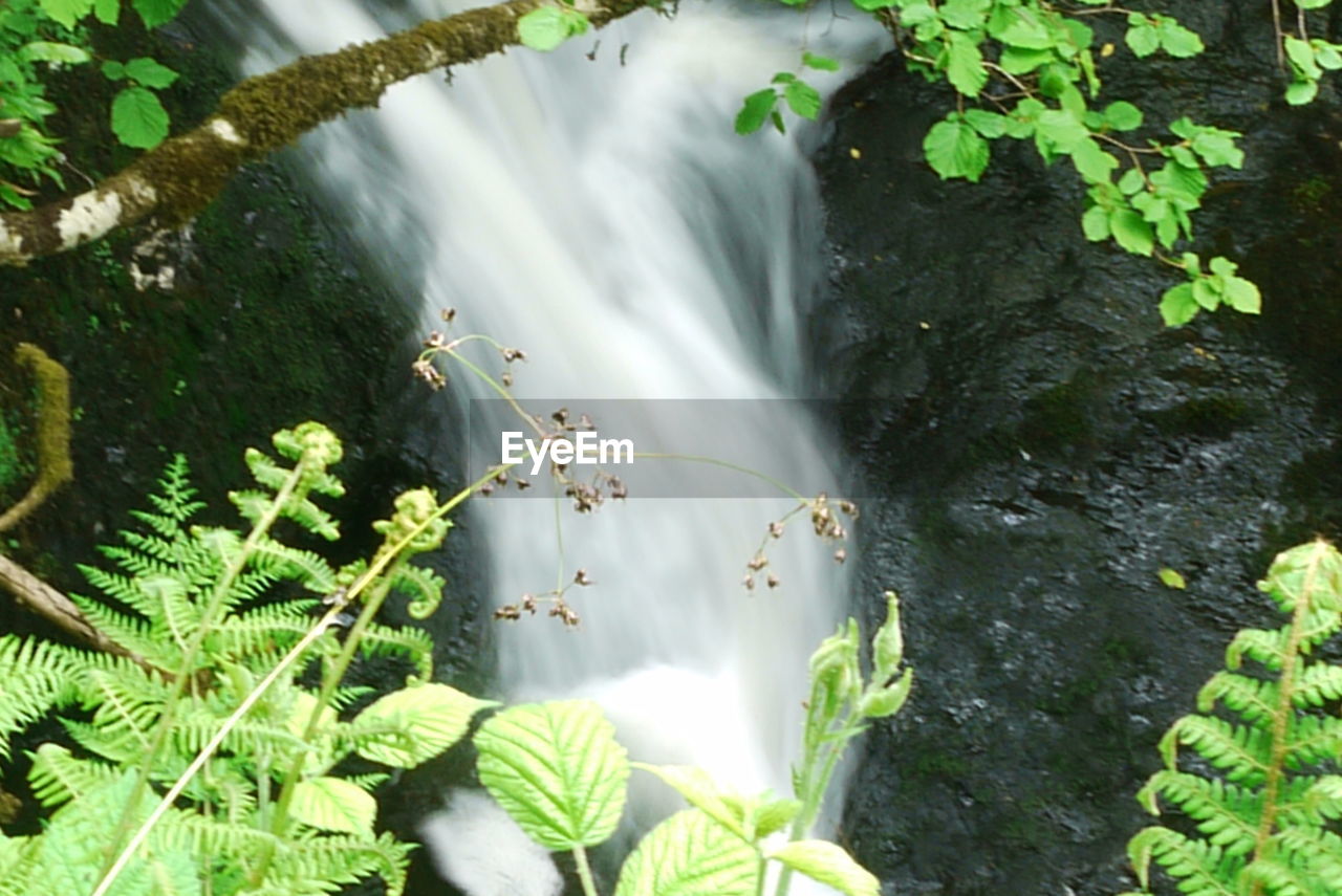 WATERFALL IN FOREST