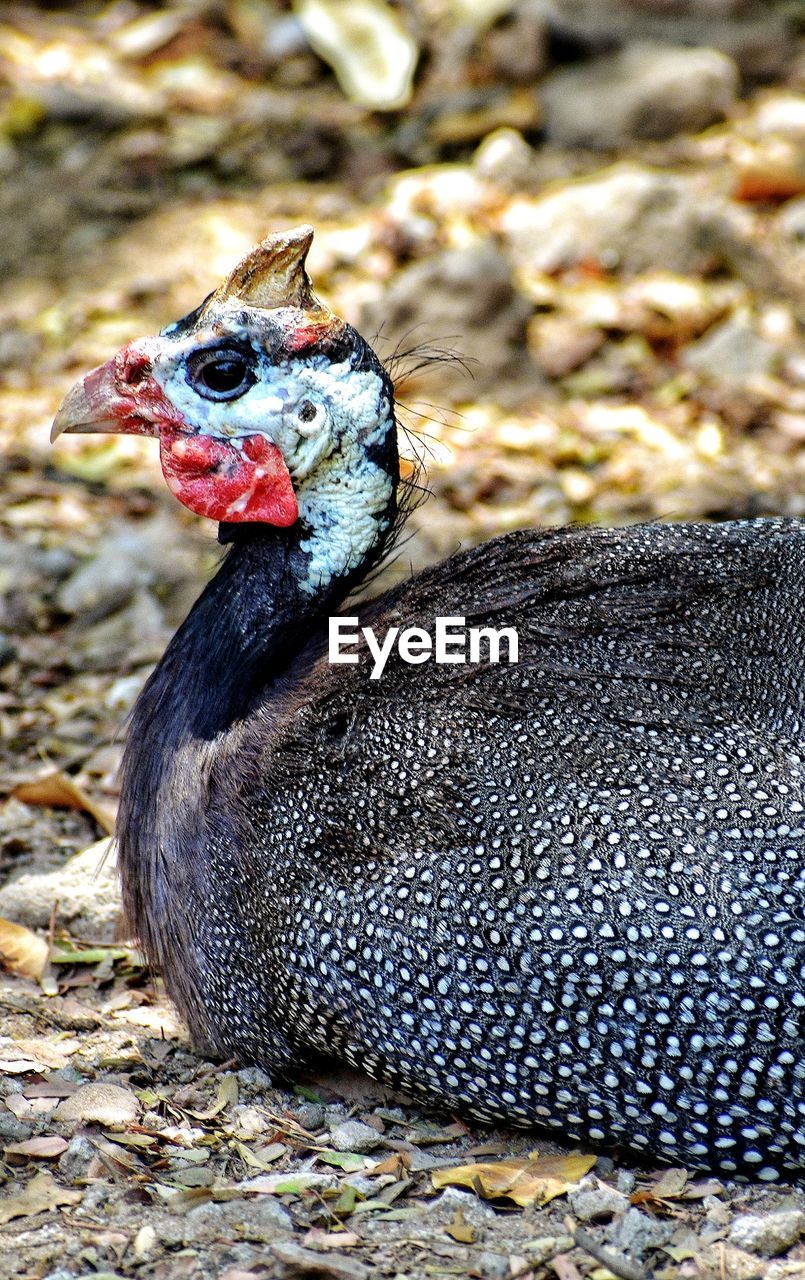 Close-up of a turkey bird