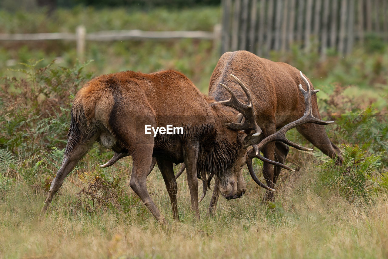 DEER GRAZING IN THE FIELD