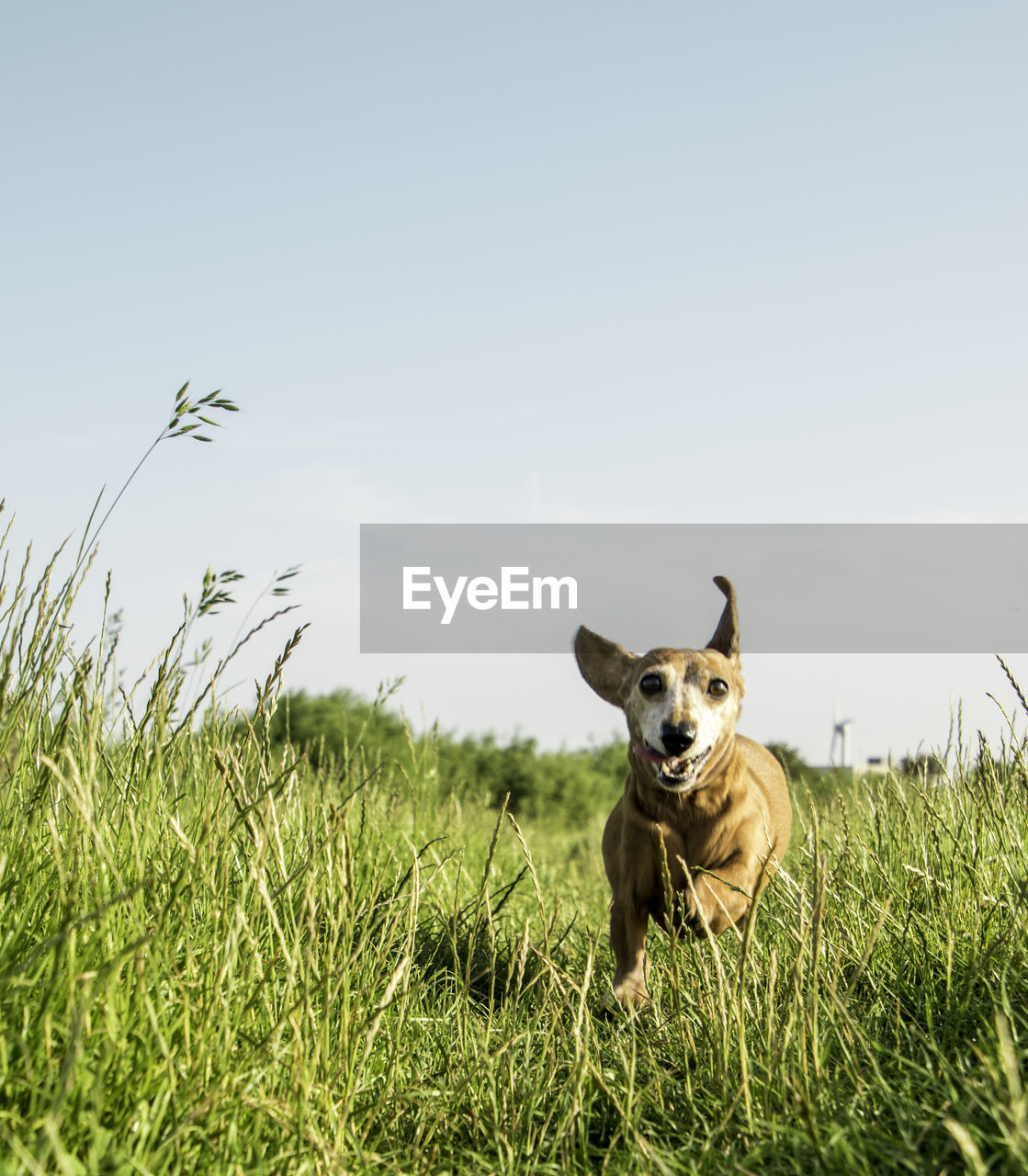 DOG RUNNING ON GRASS