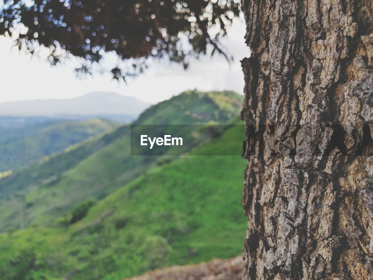 CLOSE-UP OF TREE TRUNK AGAINST ROCKY MOUNTAINS