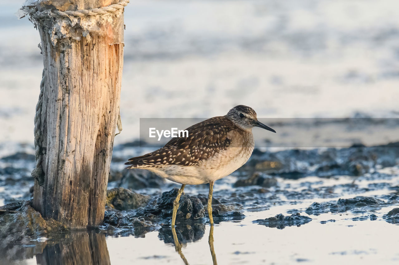 close-up of bird perching on beach