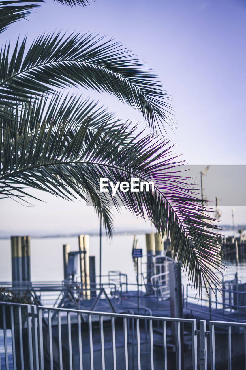 CLOSE-UP OF PALM TREE AGAINST SKY