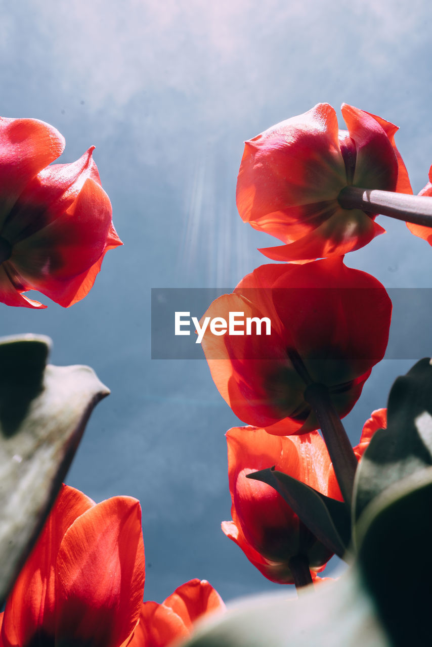 Close-up of poppy blooming against sky