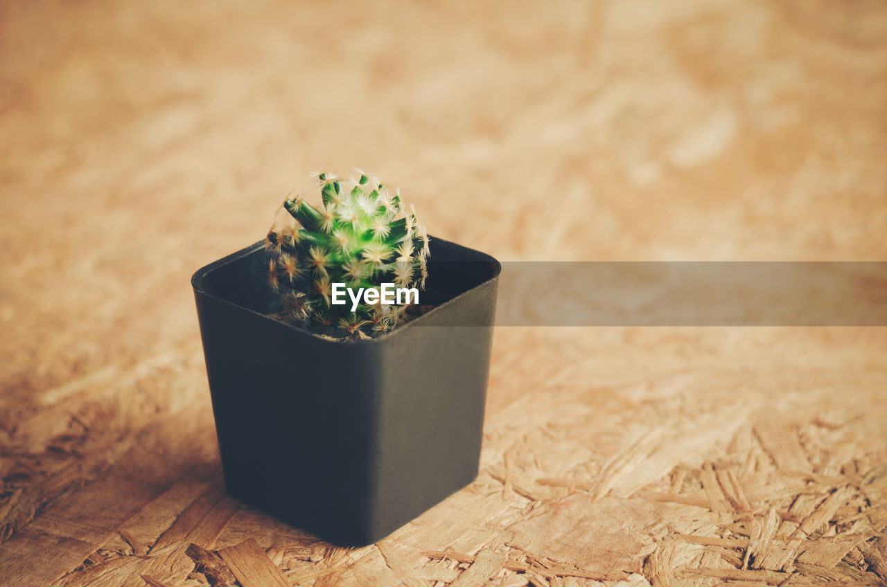 HIGH ANGLE VIEW OF POTTED PLANT