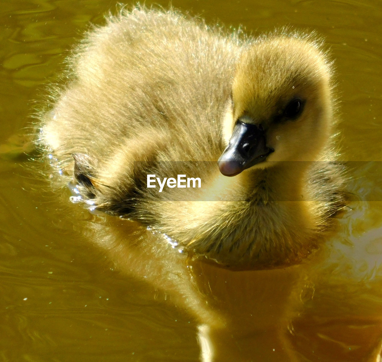 CLOSE-UP OF DUCK IN WATER