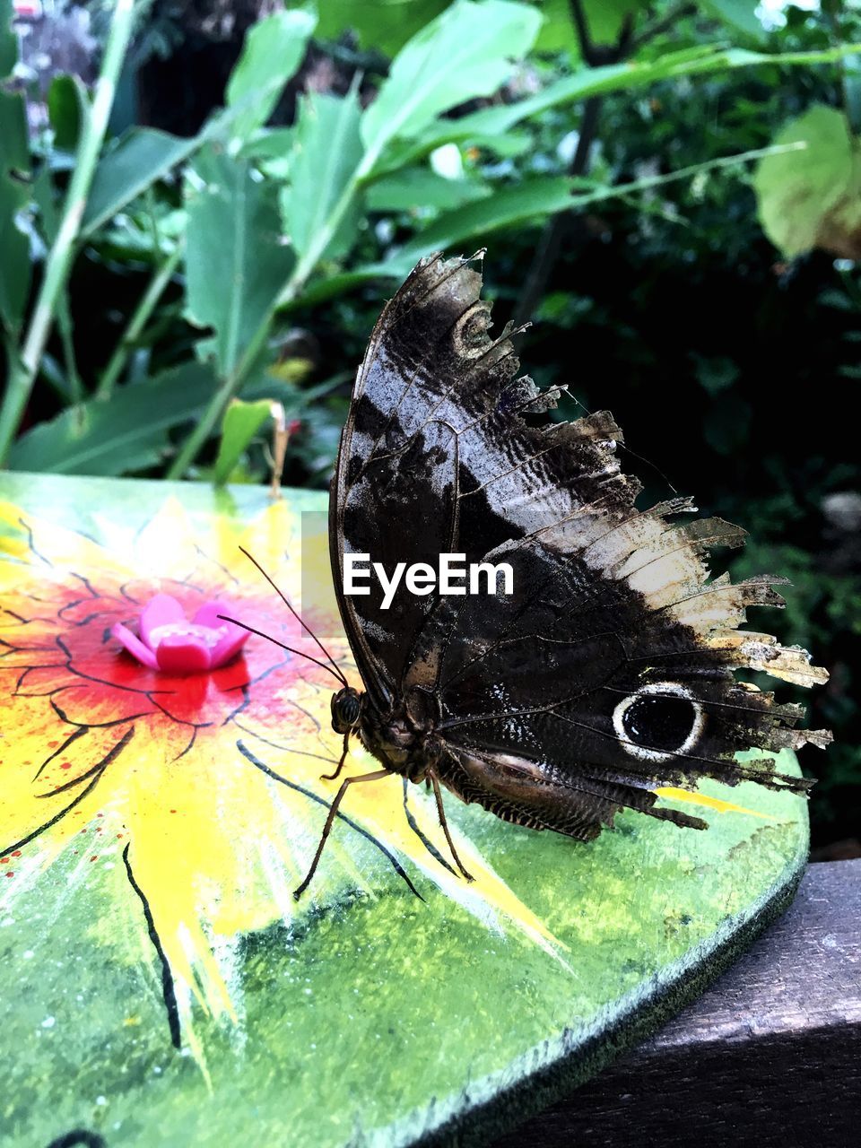 CLOSE-UP OF BUTTERFLY ON FLOWER