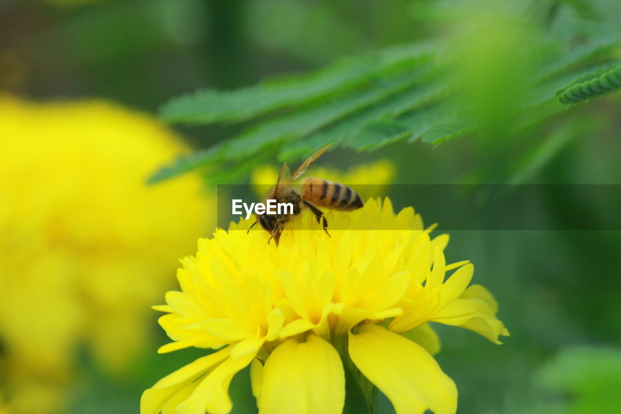 CLOSE-UP OF HONEY BEE POLLINATING ON YELLOW FLOWER