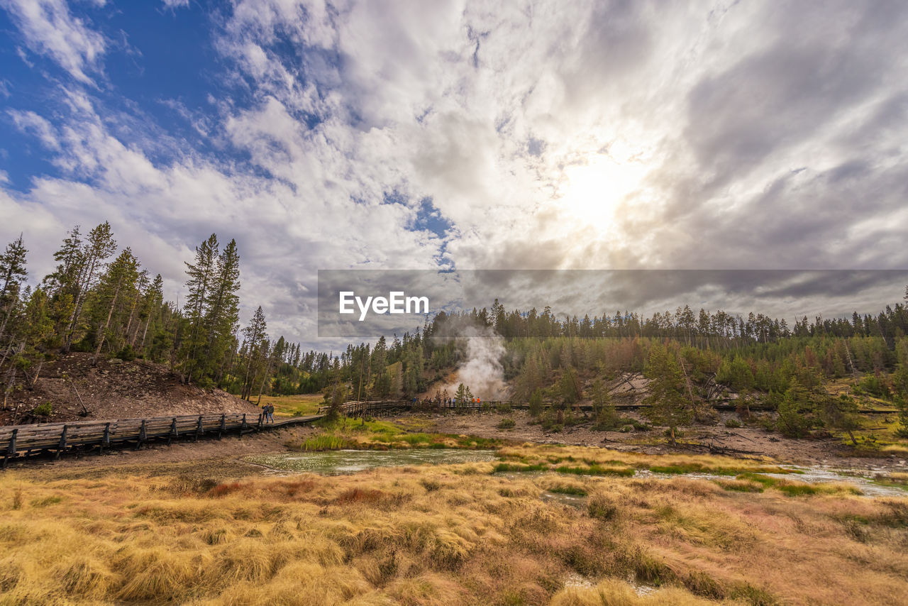 IDYLLIC SHOT OF TREES ON LAND AGAINST SKY