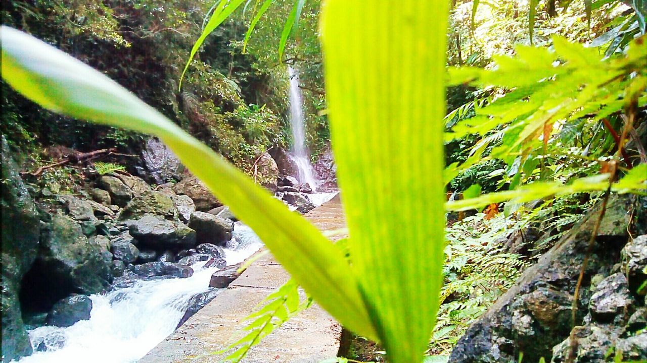 CLOSE-UP OF PLANT GROWING IN WATER