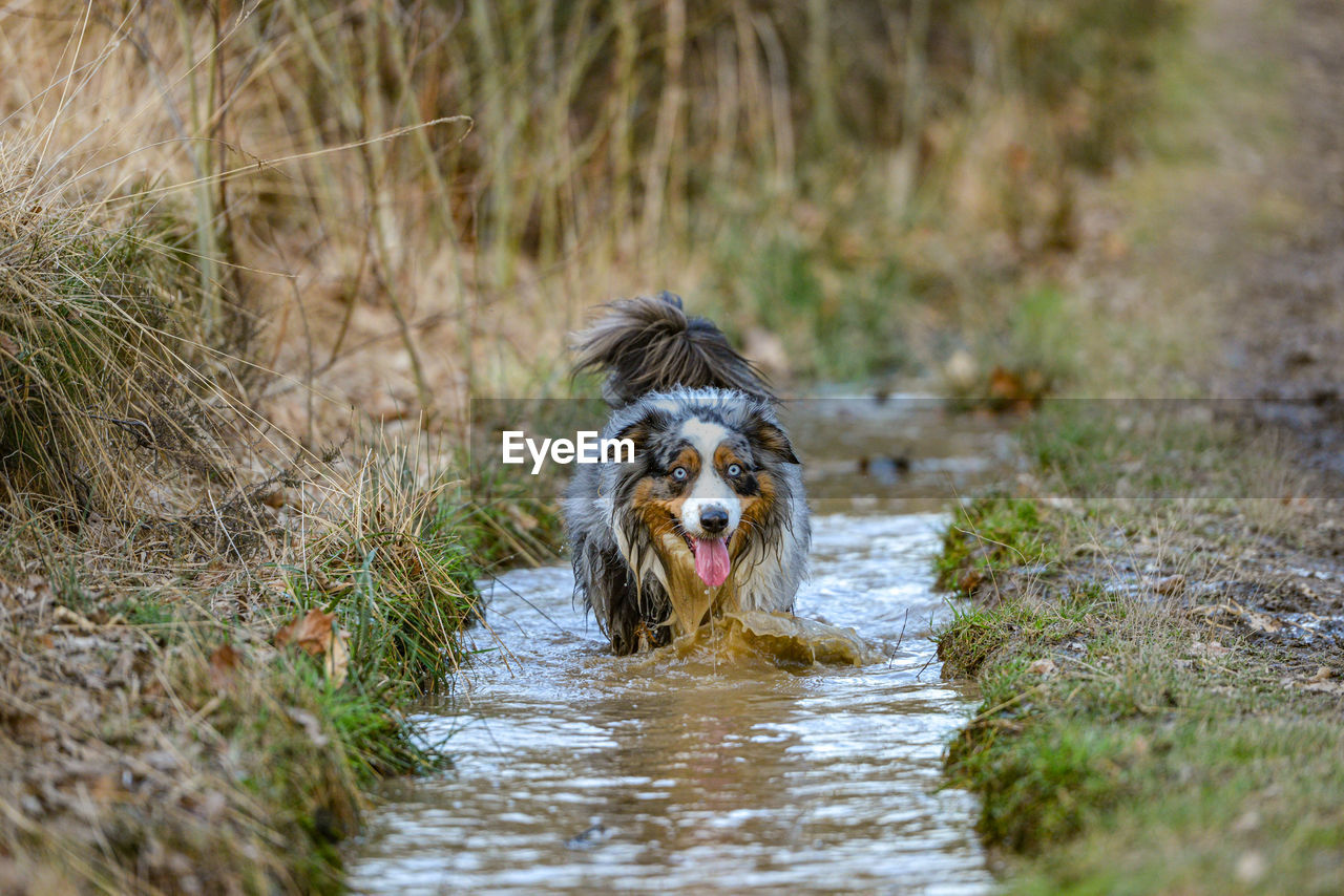 Dog running in water