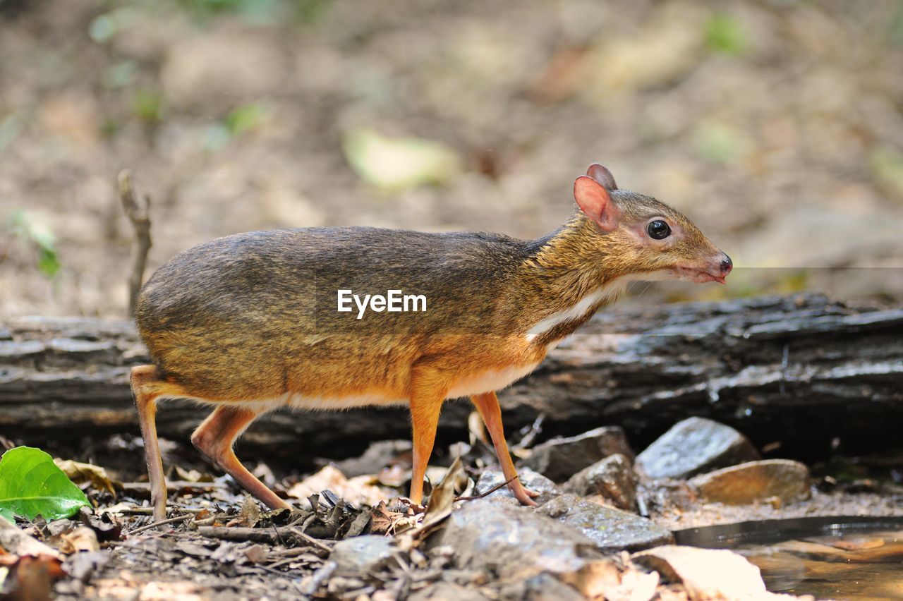 Animal life in natural forest, mouse deer water feeding in summer