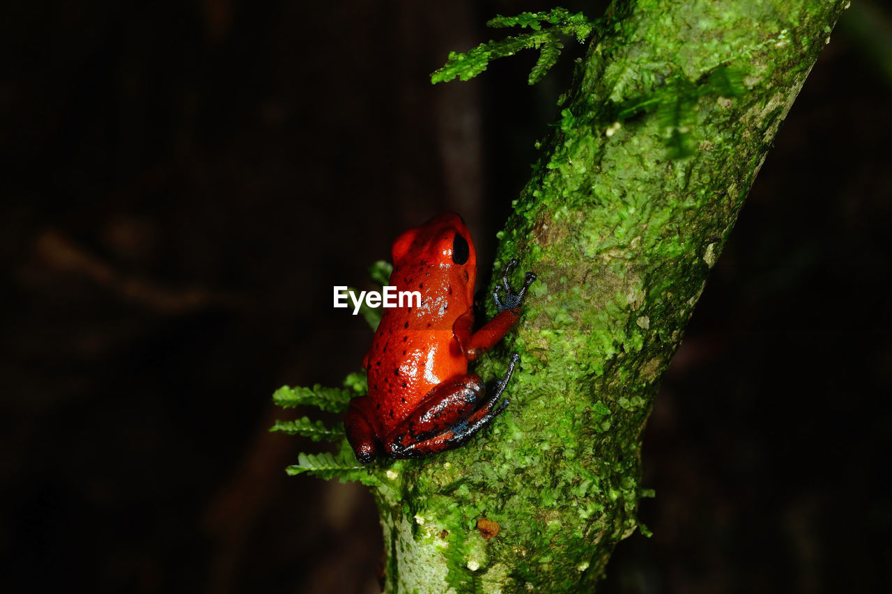 Close-up of frog on tree trunk